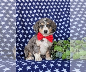 Bernedoodle (Miniature) Puppy for Sale in OXFORD, Pennsylvania USA