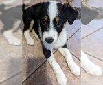 Small Photo #3 Australian Shepherd-Pomeranian Mix Puppy For Sale in BUCHANAN, MI, USA