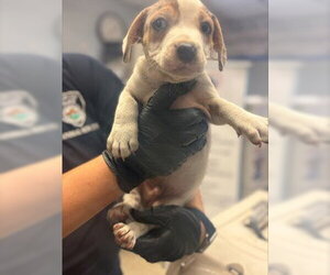 Mutt Dogs for adoption in Stockton, CA, USA