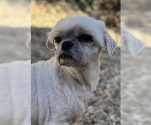 Mutt Dogs for adoption in Matawan, NJ, USA