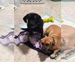 Small #5 Puggle