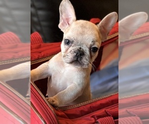 French Bulldog Puppy for sale in CHICAGO HEIGHTS, IL, USA
