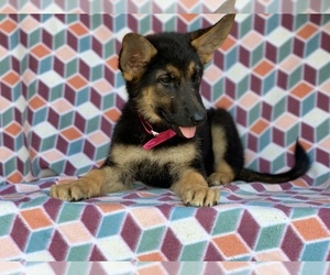 German Shepherd Dog Puppy for sale in LANCASTER, PA, USA