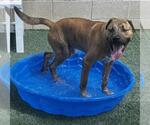 Small #6 American Pit Bull Terrier Mix