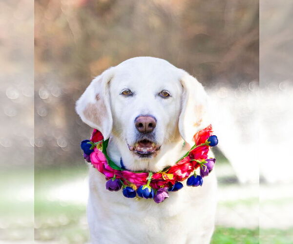 Medium Photo #3 Mutt Puppy For Sale in Unionville, PA, USA