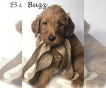 Small Photo #23 Goldendoodle Puppy For Sale in DEMOPOLIS, AL, USA