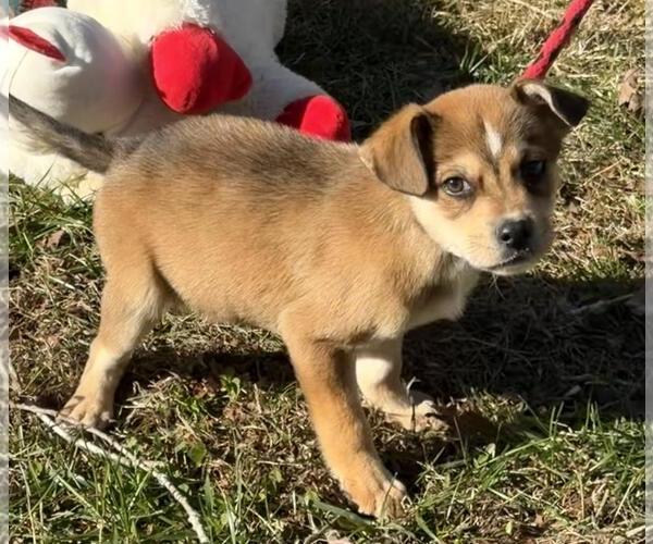 Medium Photo #4 Labrador Retriever-Unknown Mix Puppy For Sale in Yardley, PA, USA