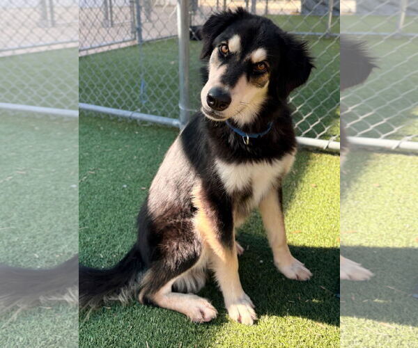 Medium Photo #2 Siberian Husky-Unknown Mix Puppy For Sale in Woodbury, NY, USA