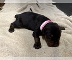 Small #5 Doberman Pinscher