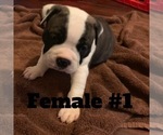 Small Photo #3 Olde English Bulldogge Puppy For Sale in ROCHESTER, NY, USA
