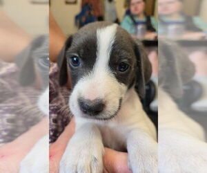 Mutt Dogs for adoption in St. Augustine, FL, USA