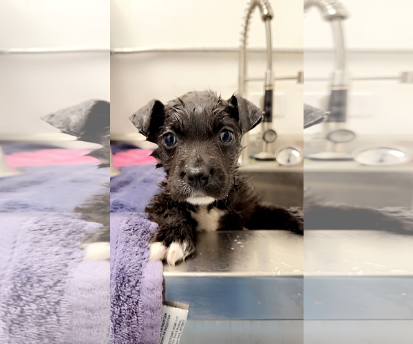 Medium Photo #3 Mutt Puppy For Sale in Woodbury, NY, USA