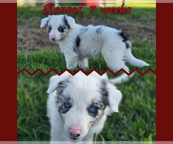 Medium Photo #12 Border Collie Puppy For Sale in BROOKFIELD, MO, USA