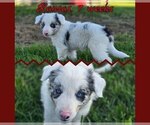 Small #2 Border Collie