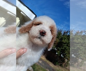 Medium Goldendoodle (Miniature)