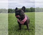 Small Photo #1 French Bulldog Puppy For Sale in LONG ISLAND CITY, NY, USA