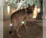 Small Photo #4 German Shepherd Dog Puppy For Sale in ESCONDIDO, CA, USA