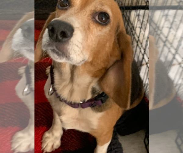 Medium Photo #6 Beagle Puppy For Sale in Dunnellon, FL, USA
