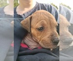 Small #9 Olde English Bulldogge