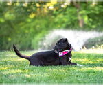 Small #3 Labrador Retriever Mix
