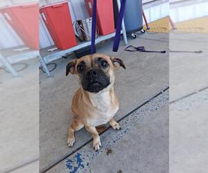 Pug Dogs for adoption in Bakersfield, CA, USA