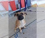 Small Pug