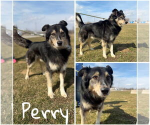 Australian Shepherd Dogs for adoption in Pierceton , IN, USA