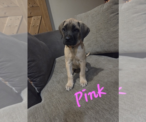 Medium Photo #1 Mastiff Puppy For Sale in WALNUT COVE, NC, USA