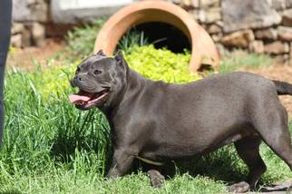 American Bully Mikelands  Puppy for sale in MOUNT PLEASANT, NC, USA