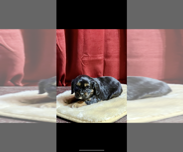 Medium Photo #3 Cavalier King Charles Spaniel Puppy For Sale in NILES, MI, USA