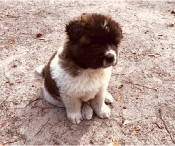 Medium Photo #7 Akita Puppy For Sale in INGLIS, FL, USA