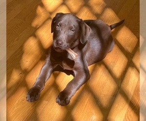 Labrador Retriever Puppy for sale in ACWORTH, GA, USA