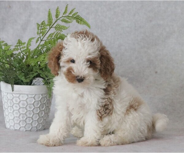 Medium Photo #1 Poodle (Miniature) Puppy For Sale in DORNSIFE, PA, USA
