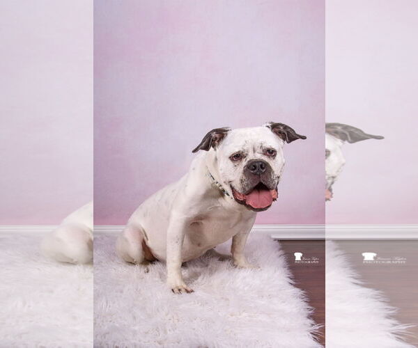 Medium Photo #10 American Bulldog-Unknown Mix Puppy For Sale in Mount Pleasant, SC, USA