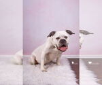 Small #9 American Bulldog Mix