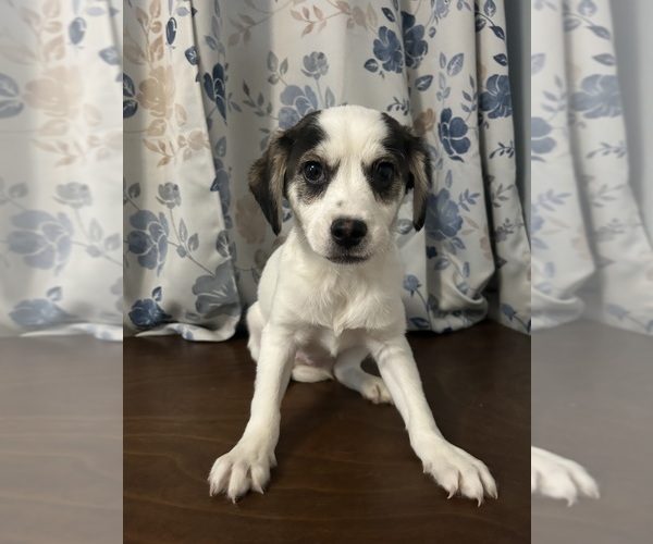 Medium Photo #17 Cockapoo (Miniature) Puppy For Sale in DURHAM, CT, USA