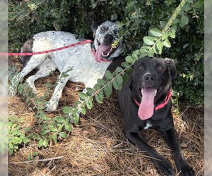 Patches - Female Brittany-Unknown Mix Dog for Adoption - Photo #4