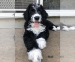 Small Photo #29 Bernedoodle Puppy For Sale in MIAMISBURG, OH, USA