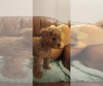 Puppy Puppy 1 Jane Poodle (Miniature)