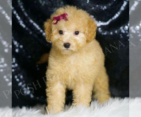 Medium Photo #4 Goldendoodle (Miniature) Puppy For Sale in WARSAW, IN, USA