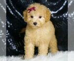 Small #3 Goldendoodle (Miniature)