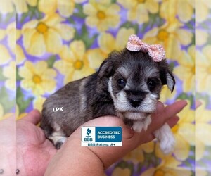 Schnauzer (Miniature) Puppy for sale in WINNSBORO, LA, USA