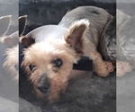 Small #1 Mutt