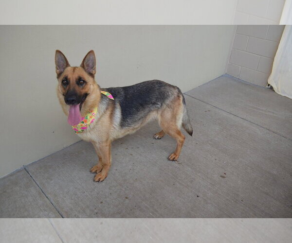 Medium Photo #2 German Shepherd Dog-Unknown Mix Puppy For Sale in McKinney, TX, USA