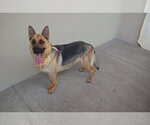 Small #1 German Shepherd Dog Mix