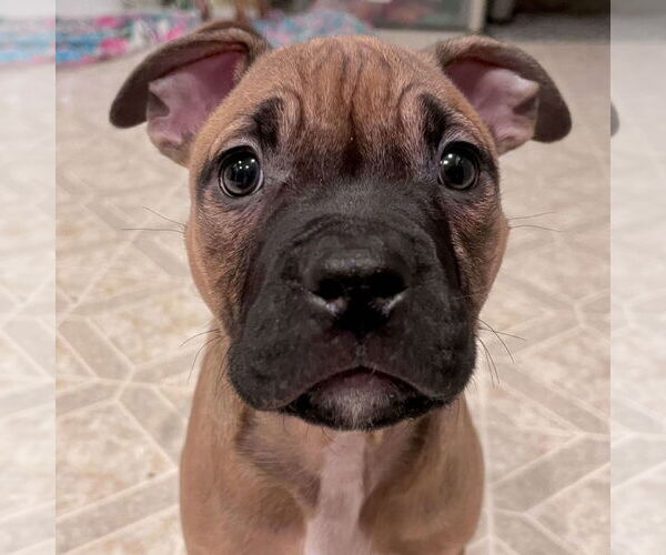 Medium Photo #19 Boxer-Unknown Mix Puppy For Sale in Holly Springs, NC, USA