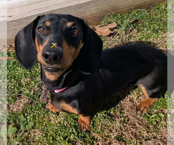 Medium Photo #1 Dachshund Puppy For Sale in Shelbyville, TN, USA