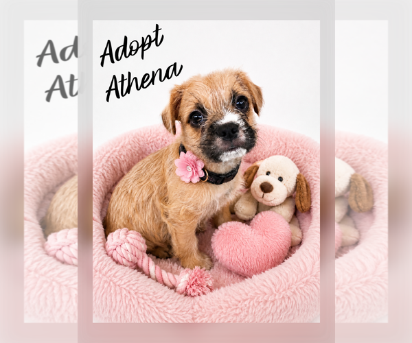 Medium Photo #1 Brussels Griffon Puppy For Sale in Menifee, CA, USA