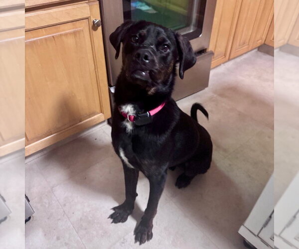 Medium Photo #20 Mutt Puppy For Sale in Canton, CT, USA
