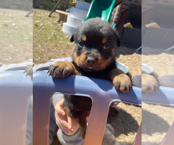 Medium Photo #2 Rottweiler Puppy For Sale in WINDSOR, ME, USA